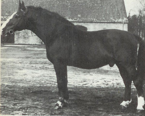 stallion Astflug 3564 (Hanoverian, 1944, from Astral)