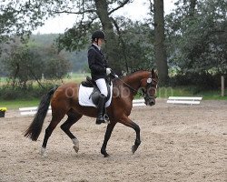 Zuchtstute Binou (Welsh-Cob (Sek. D), 1995, von Llanarth Mostyn Triton)