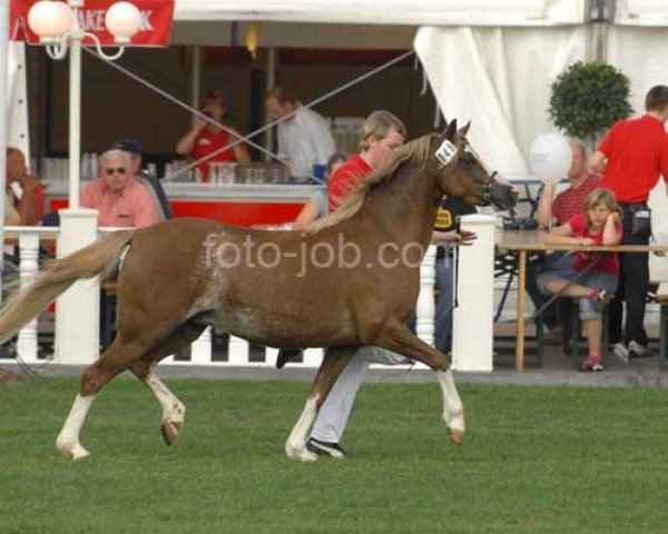 Zuchtstute Störtebekers Sonnenschein (Welsh Pony (Sek.B), 2003, von Shamrock Mr. Oliver)