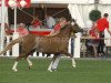 Zuchtstute Störtebekers Sonnenschein (Welsh Pony (Sek.B), 2003, von Shamrock Mr. Oliver)