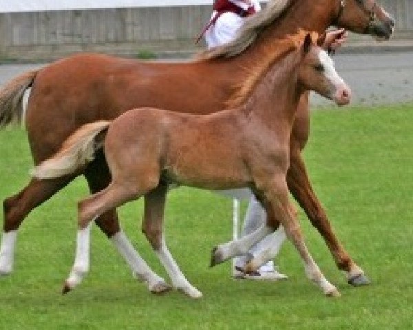 Pferd Störtebekers Brandino (Welsh Pony (Sek.B), 2007, von J.S.Bonsay)