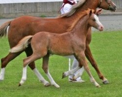 Pferd Störtebekers Brandino (Welsh Pony (Sek.B), 2007, von J.S.Bonsay)