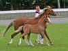 broodmare Fulnaho's Silvia (Welsh-Pony (Section B), 1999, from Linde Hoeve's Sebastiaan)