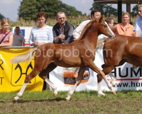 Pferd Störtebekers Pablo (Welsh Pony (Sek.B), 2006, von Priestwood Punchinello)