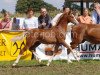 Pferd Störtebekers Pablo (Welsh Pony (Sek.B), 2006, von Priestwood Punchinello)