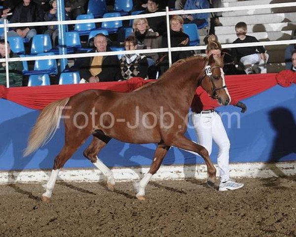 horse Störtebeker Dano (Welsh-Pony (Section B), 2009, from Breeton Dai)