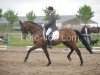 dressage horse Lord of the dance 36 (German Warmblood, 1997)