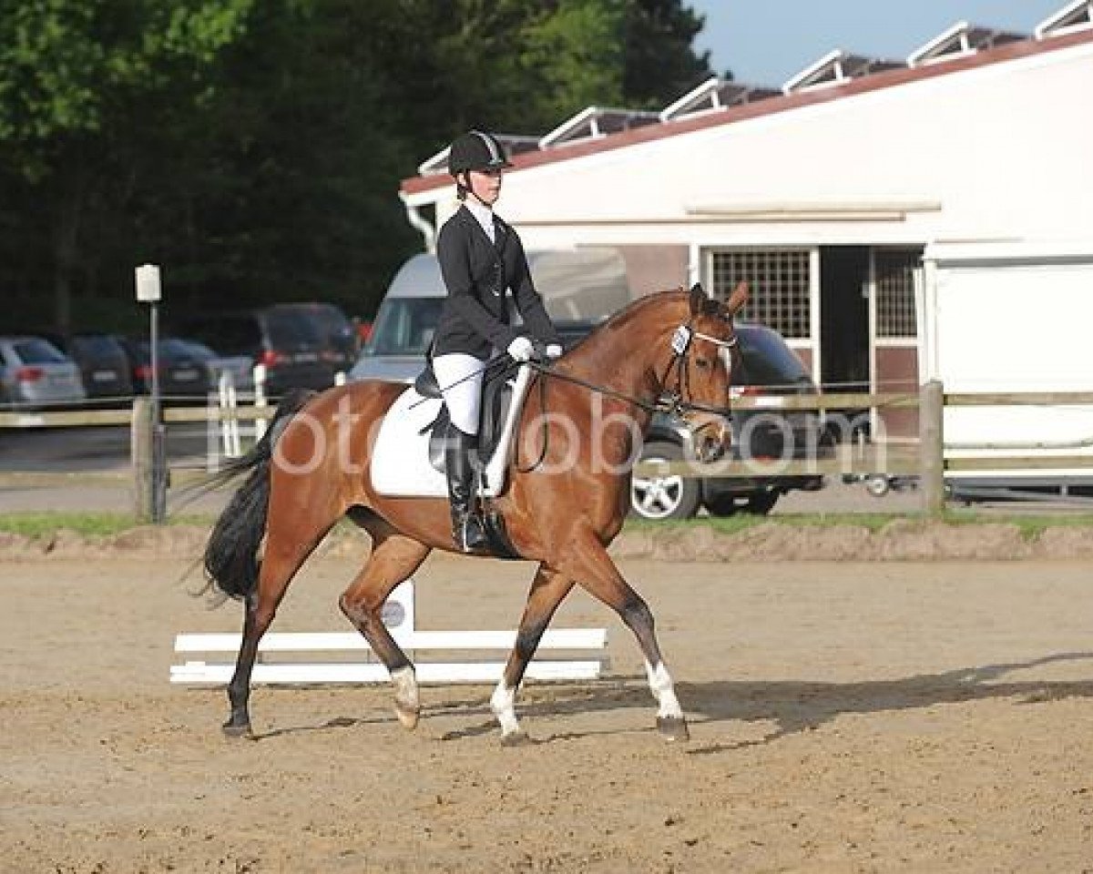 dressage horse Gina Viva K (Hanoverian, 2005, from Graf Top)