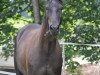 broodmare Pik Princess (Oldenburg, 1999, from Canonicus)