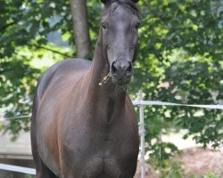 broodmare Pik Princess (Oldenburg, 1999, from Canonicus)