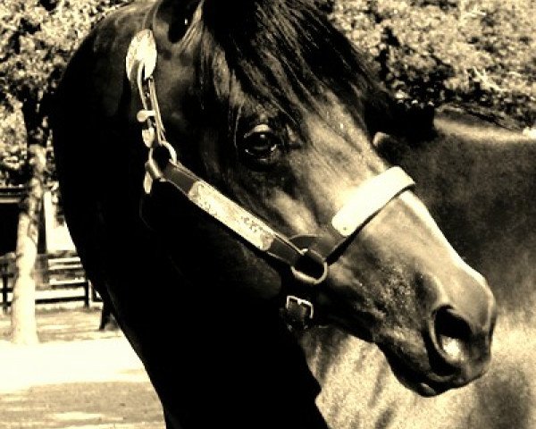 Pferd Robinsons Hot Chocolate (Quarter Horse, 1990, von Hotrodders Jet Set)