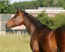 Zuchtstute Hot Chocolate II (Trakehner, 2000, von Tannenhof’s Solero TSF)