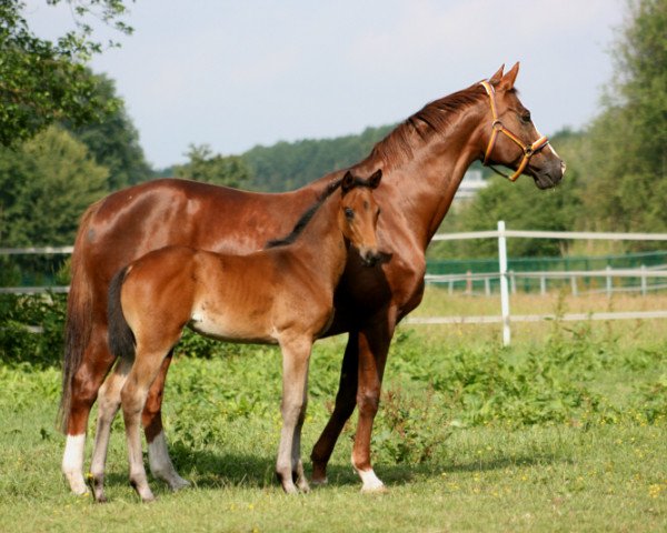 broodmare Hawaii G (Trakehner, 1995, from Caprimond)