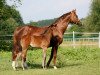 broodmare Hawaii G (Trakehner, 1995, from Caprimond)