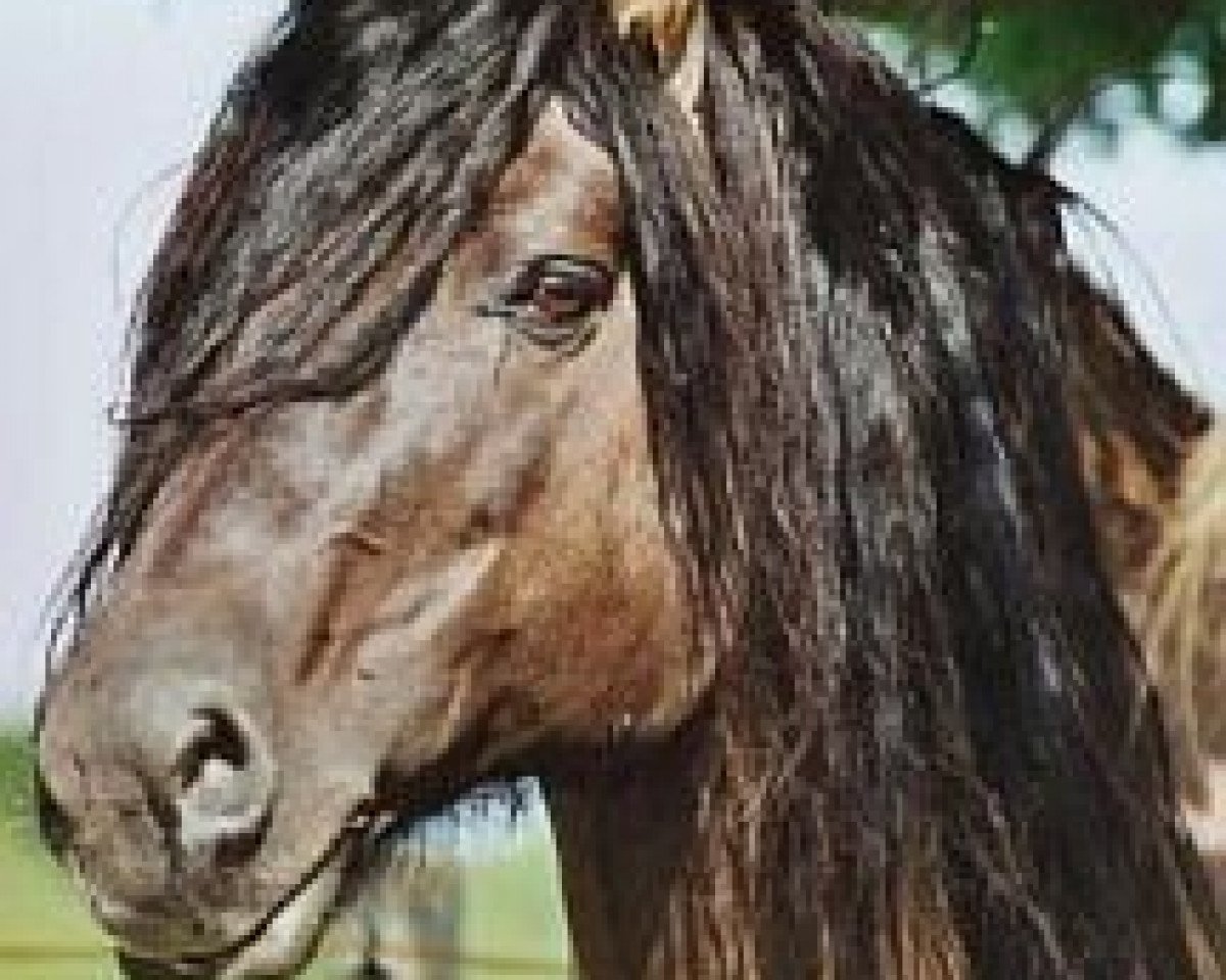 Deckhengst Gille-Bhan of C (Highland-Pony, 1986, von Sir Colin CR)
