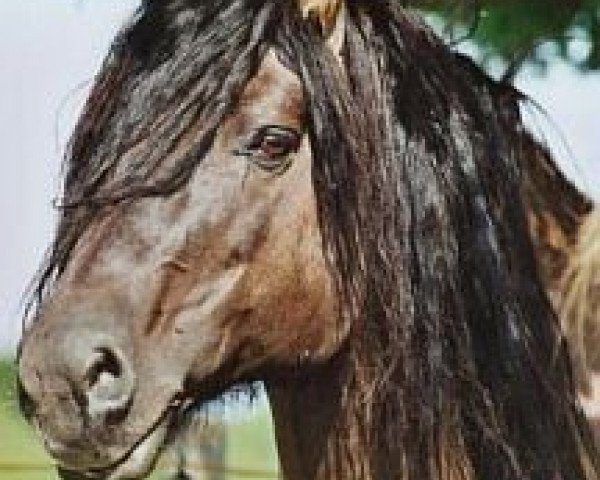 Deckhengst Gille-Bhan of C (Highland-Pony, 1986, von Sir Colin CR)