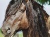 Deckhengst Gille-Bhan of C (Highland-Pony, 1986, von Sir Colin CR)