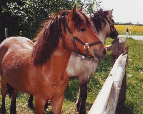 Zuchtstute Curly of Tappborn (Highland-Pony,  , von Silver Fox Reiver)