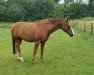 broodmare Shakyra B (Westphalian, 2007, from Samba Hit III)