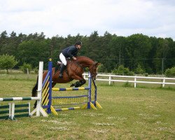 Springpferd Cassia (Deutsches Sportpferd, 2006, von Cashmaker)