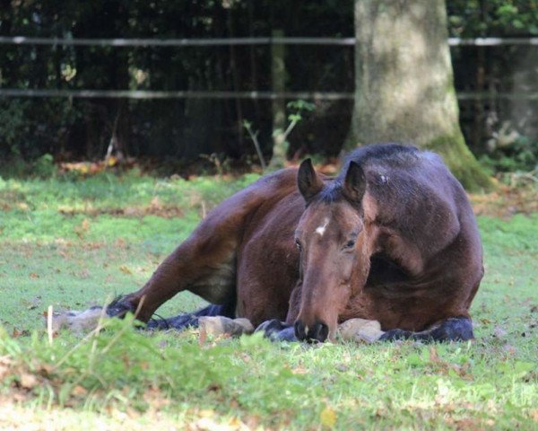 Pferd Good Luck 80 (Oldenburger, 1992, von Grandero)