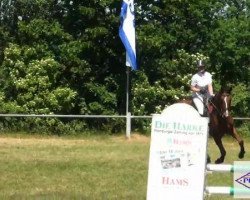 jumper Quidana 3 (Hanoverian, 2006, from Quidam's Rubin)