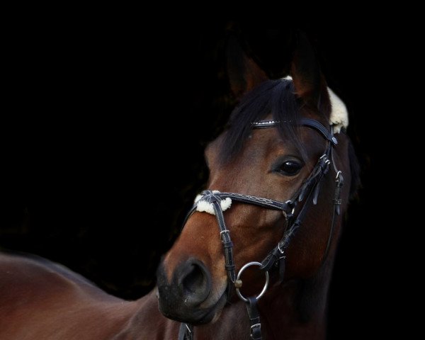 dressage horse Karline (German Sport Horse, 2016, from Fürstenstern 3)