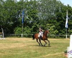 broodmare Sunny May (Oldenburg, 2001, from Shine On)