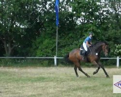 jumper Flanagan 14 (Hanoverian, 2000, from Federweisser)