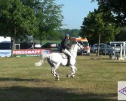 horse Derrick 90 (Hanoverian, 1997, from Dirano)