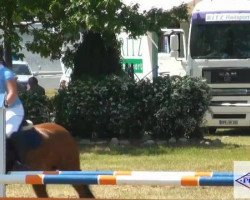 jumper Foxy Brown 3 (German Riding Pony, 2004, from Folklore)