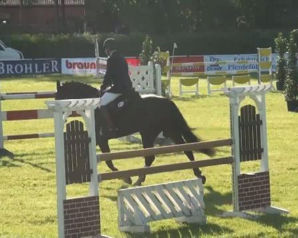 Springpferd Pik's Lotti (Westfale, 2007, von Pik Labionics)