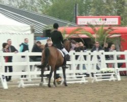 dressage horse Cyaro (Oldenburg, 2005, from Caprimond)