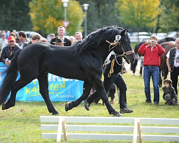 Deckhengst Zombo Schaunitz XVI (Noriker,  )