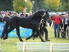 stallion Zombo Schaunitz XVI (Noric,  )