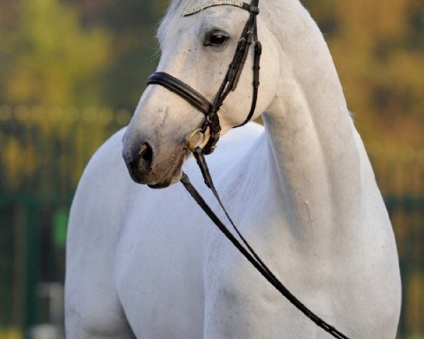 dressage horse Bartlgut's Limotas (Holsteiner, 2000, from Limbus)