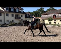 dressage horse Fine Romance B (Württemberger, 2012, from Frank Sinatra Gold)