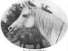 broodmare Koalicja 1918 ox (Arabian thoroughbred, 1918, from Koheilan IV 1904 ox)