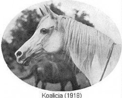 broodmare Koalicja 1918 ox (Arabian thoroughbred, 1918, from Koheilan IV 1904 ox)