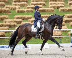 dressage horse Roy 103 (Württemberger, 2005, from Rheingau)