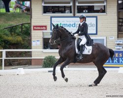 dressage horse Shiva (Westphalian, 2008, from San Schufro)