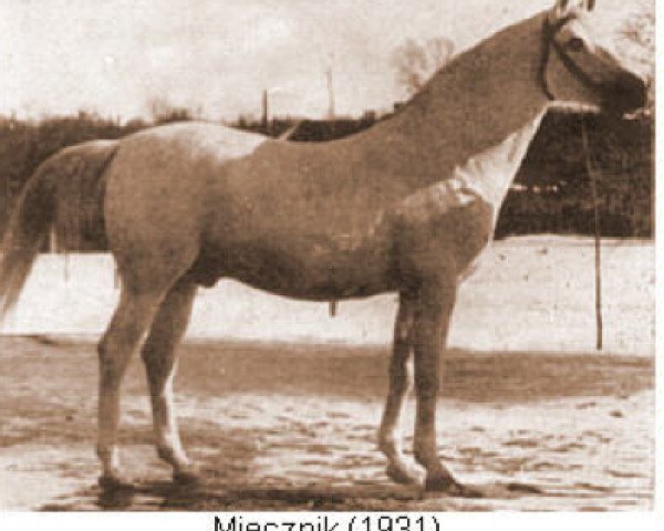 Deckhengst Miecznik 1931 ox (Vollblutaraber, 1931, von Fetysz 1924 ox)