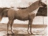 stallion Miecznik 1931 ox (Arabian thoroughbred, 1931, from Fetysz 1924 ox)