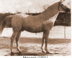 stallion Miecznik 1931 ox (Arabian thoroughbred, 1931, from Fetysz ox 1924)