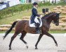 dressage horse Sunny Girl G (Hanoverian, 2007, from Sandro Hit)