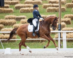 dressage horse Waitoni (Westphalian, 2011, from Wynton)