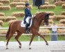 dressage horse Birkhof's Don Röschen FBW (Württemberger, 2009, from Don Diamond)