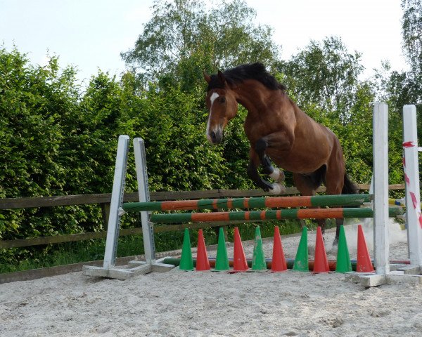 horse Rik 8 (Belgian Warmblood, 1994, from Sioux de Baugy)