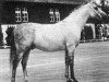 stallion Doktryner ox (Arabian thoroughbred, 1950, from Miecznik 1931 ox)