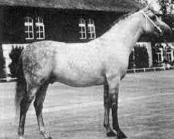 stallion Doktryner ox (Arabian thoroughbred, 1950, from Miecznik 1931 ox)